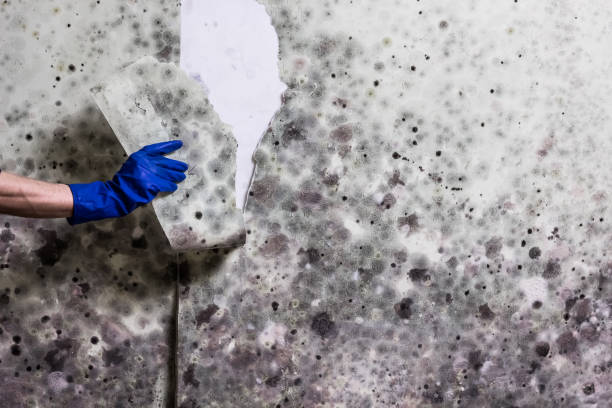 Professional Mold Remediation in Ocean Grove, NJ