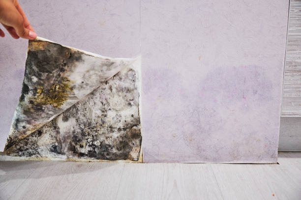 Best Bathroom Mold Remediation in Ocean Grove, NJ